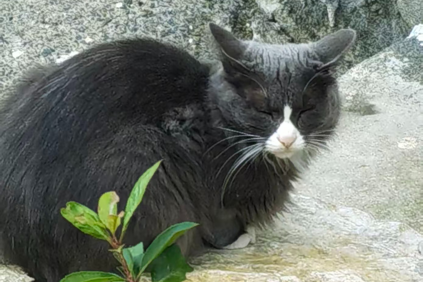 猫和老鼠的故事