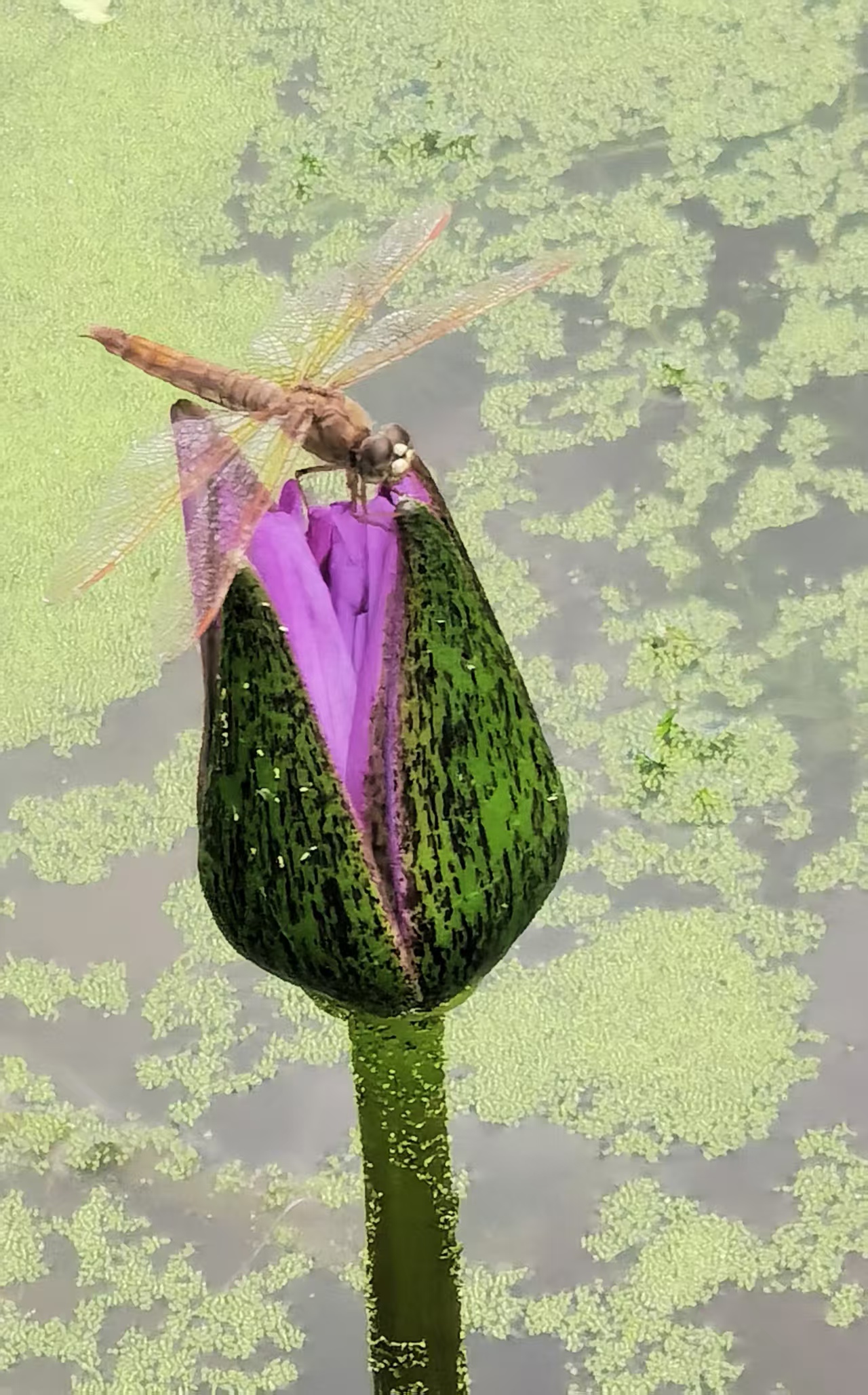荷花【摄影王耀林】