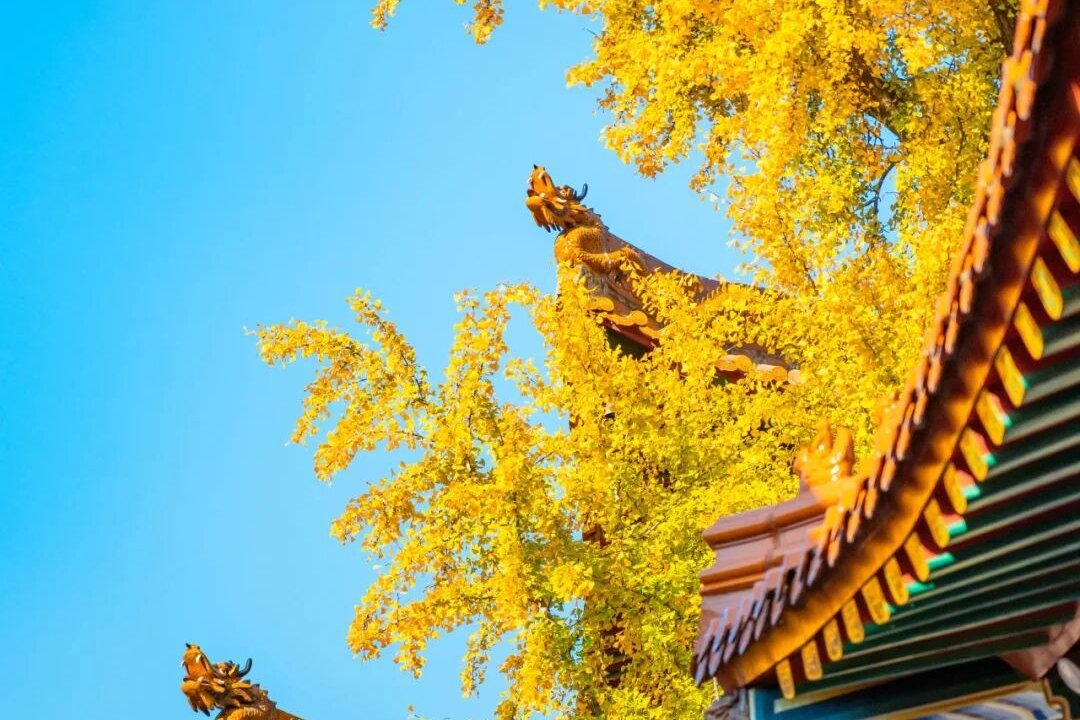 周末直冲20℃，宝通寺百年银杏，金了！