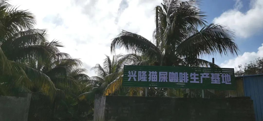 海南万宁兴隆猫屎咖啡走精品咖啡路线成市场新宠