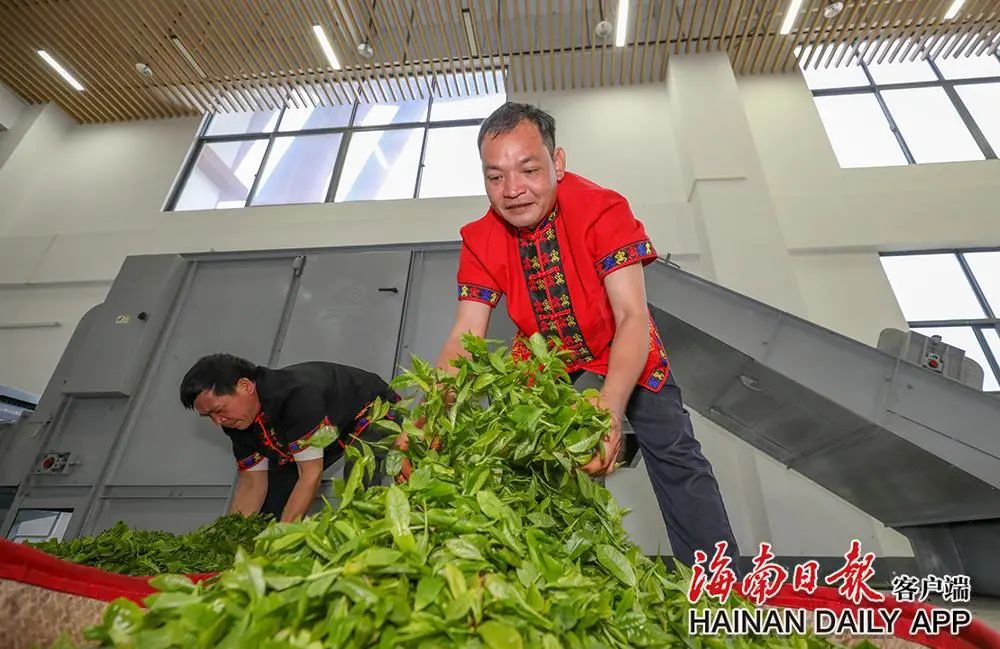 五指山春茶加工，不断提升茶产业的产量、质量和效益