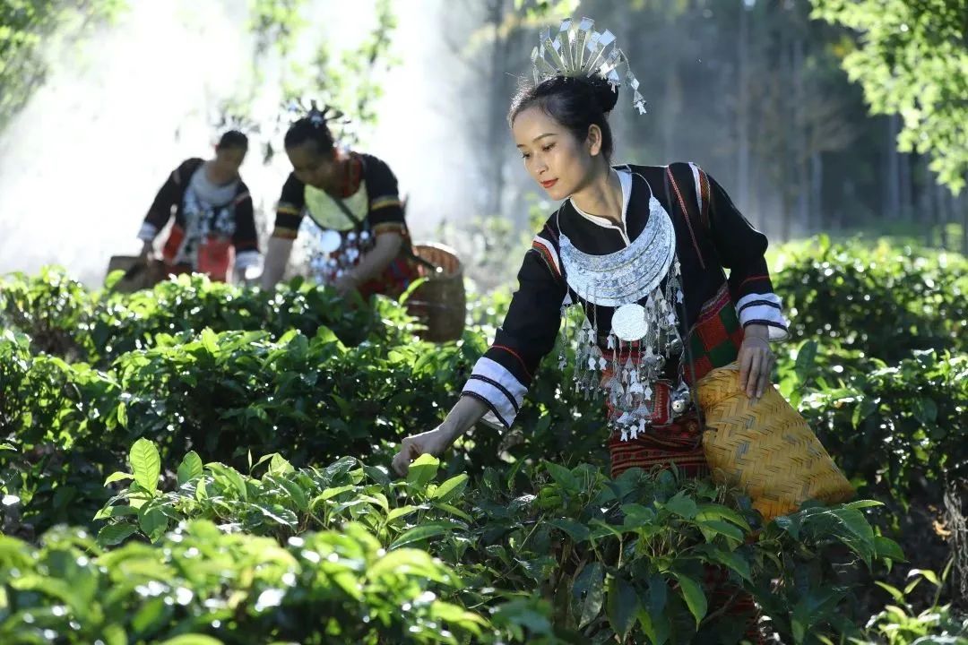 海南大叶茶为新茶种 拟命名为五指山茶