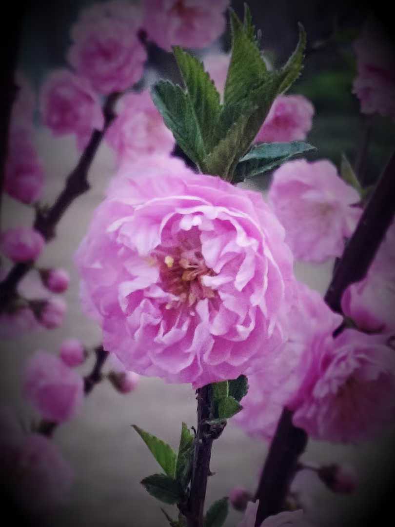 樱花开了【摄影吕卫东】