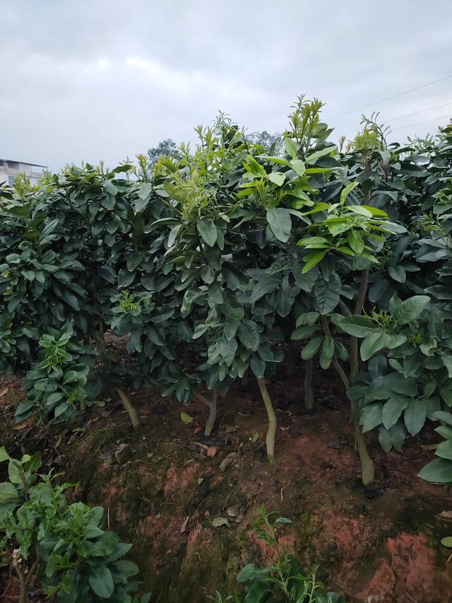 三红蜜柚苗，柚色鲜美，品质好！