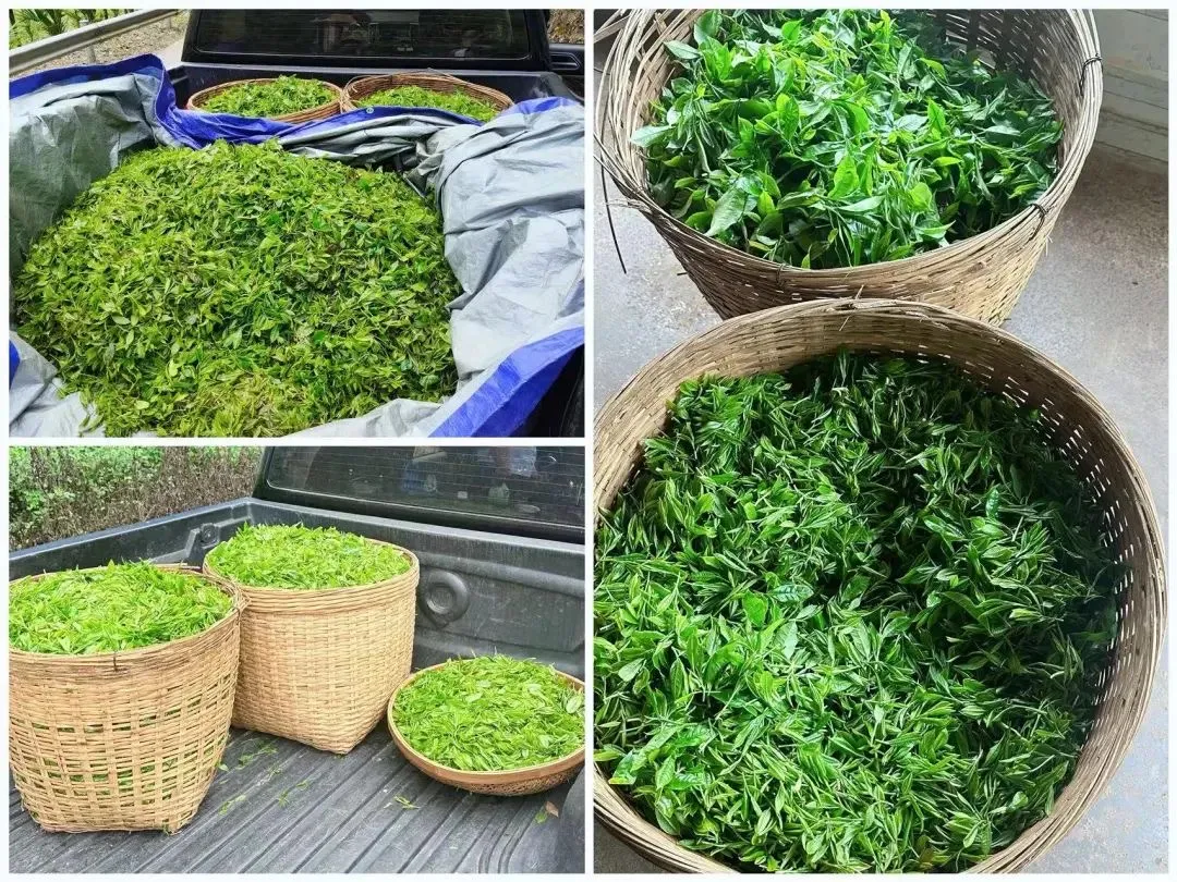 白沙南开乡：产业筑基赋振兴，“金叶”“蜜语”谱新篇