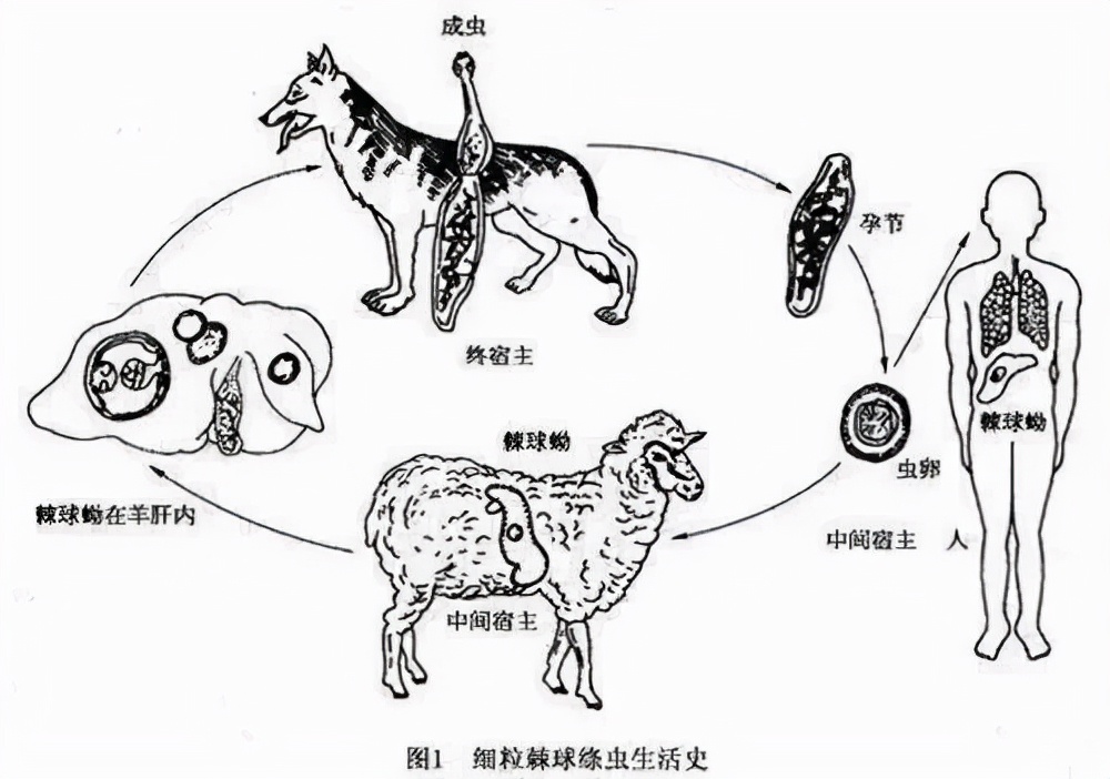 哭泣的藏獒:3000万一头的“神兽”,如今沦为火锅食材