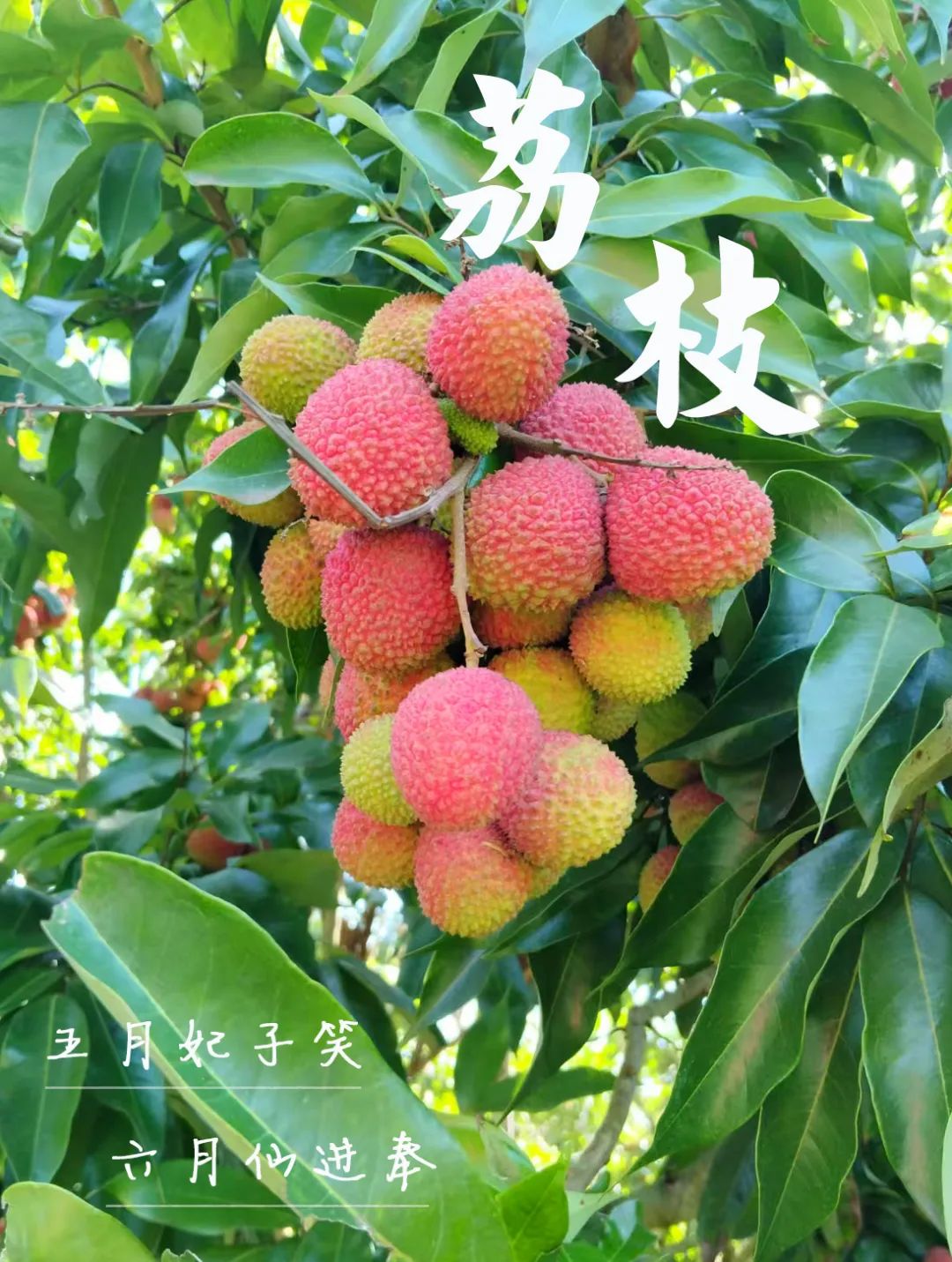 鲜甜多汁！儋州这里的荔枝，包好吃🤩