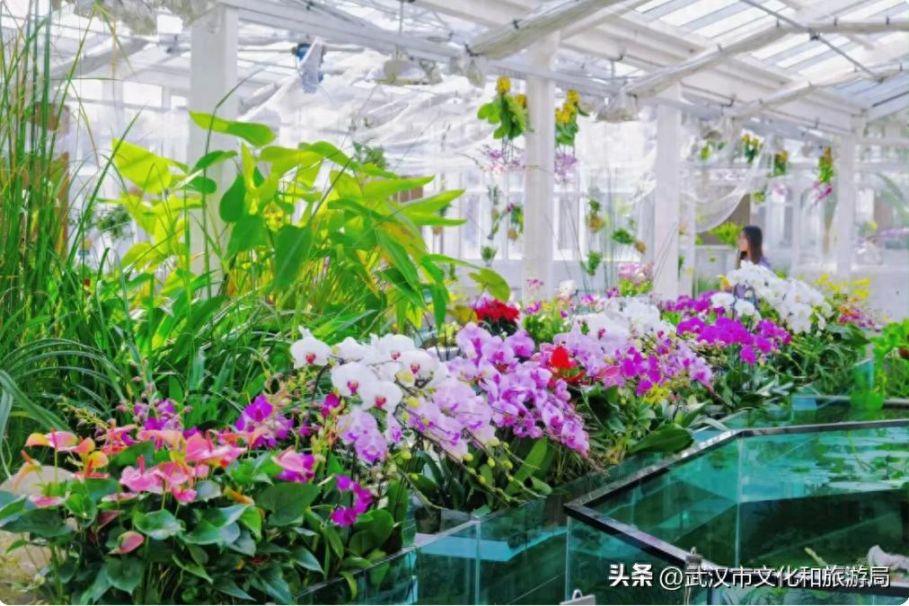 武汉植物园兰花展抢先看！周末集章活动继续！
