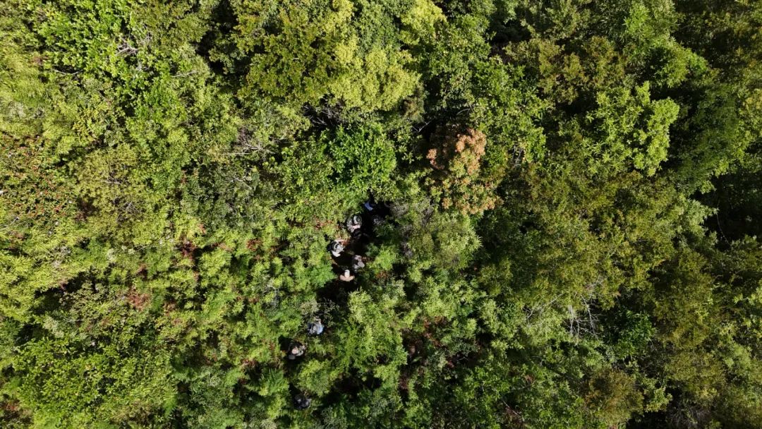 探海南五指山深山：野生大叶种茶树的普查之行