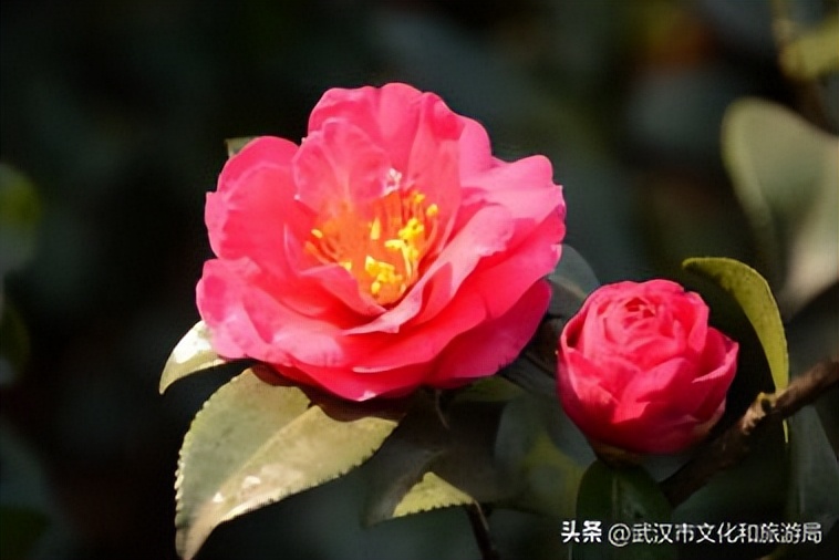 全城茶梅即将进入盛花期 武汉植物园、汉口江滩可赏