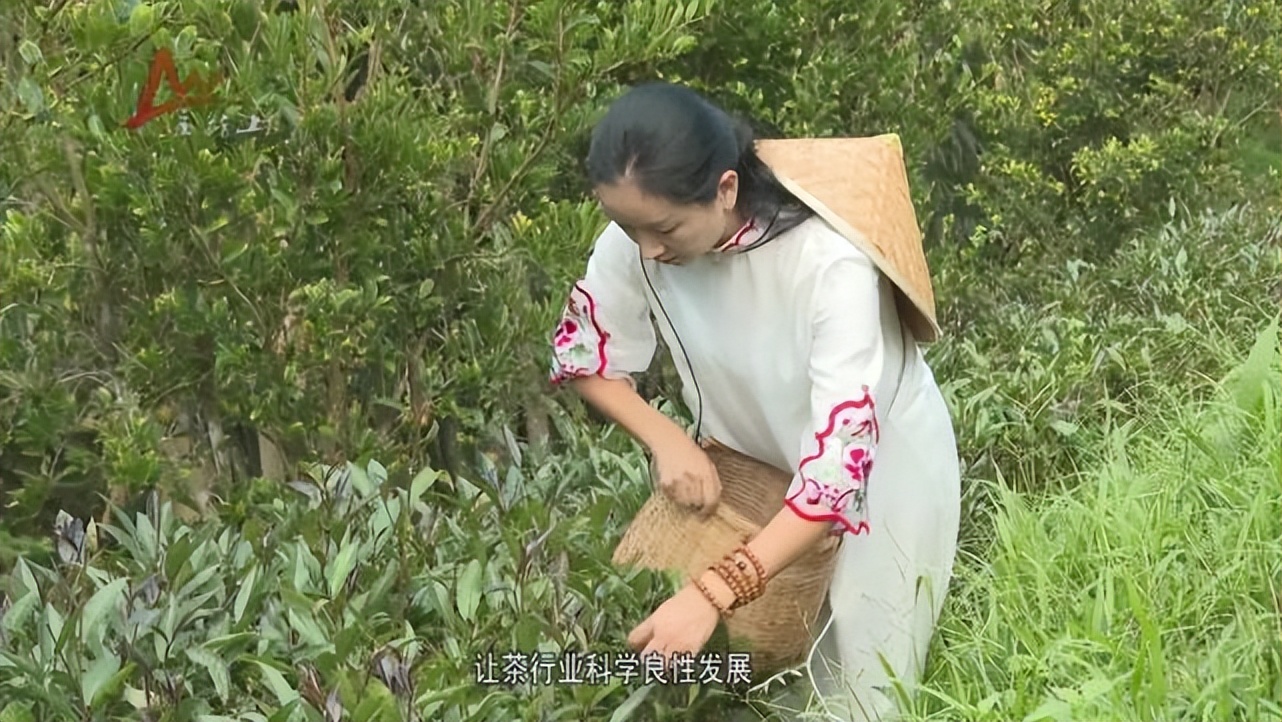 【科技特派员风采】徐雪燕：从“茶叶”到“茶业”，推动五指山乡村振兴，助力脱贫致富