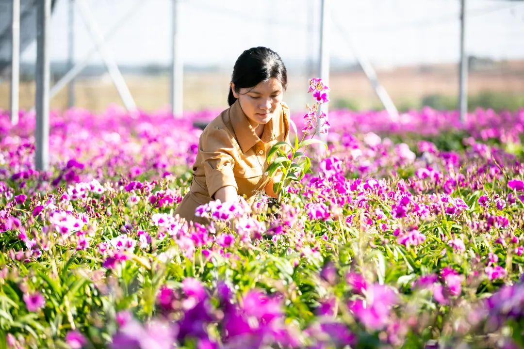村游东方 | 乐妹兰花别样美🥰🥰🥰