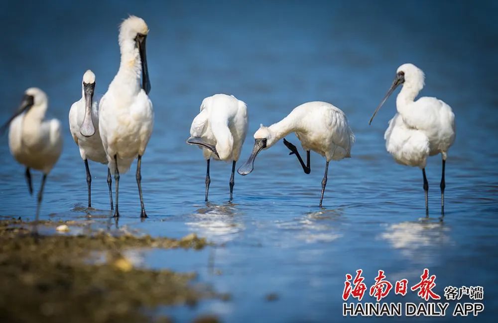 萌～萌～萌～TA们在海南频频现身撒欢儿