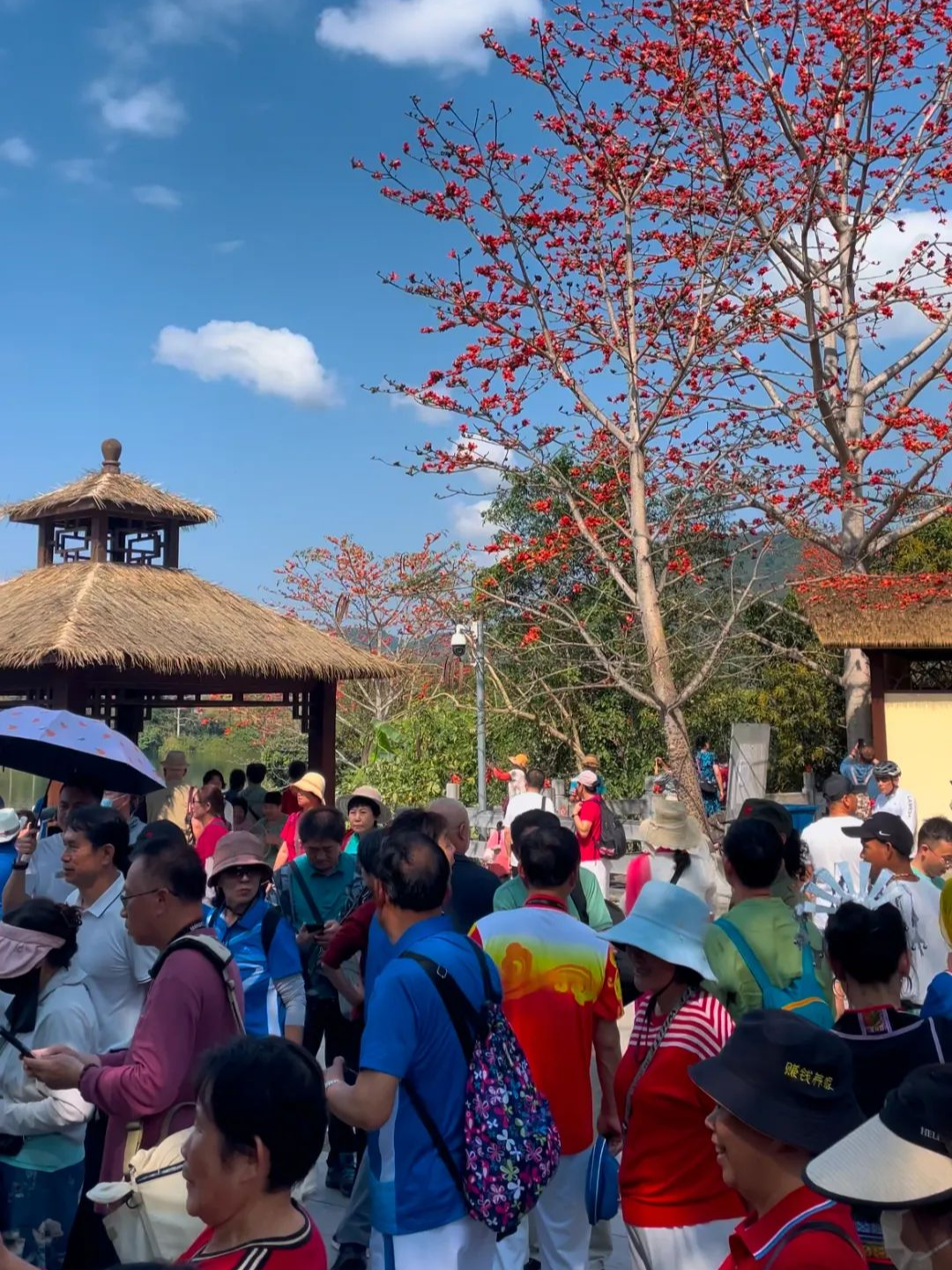 接待游客超5万人次 昌江这个赏花码头人气up！