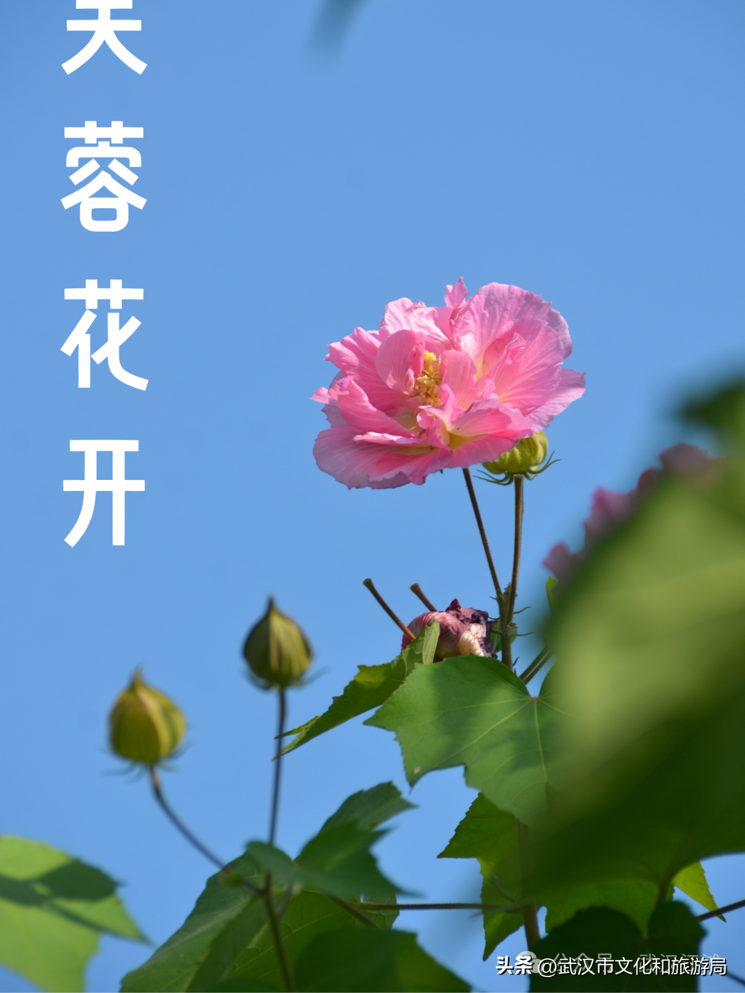 武汉秋日江滩不止有菊花，还有它！