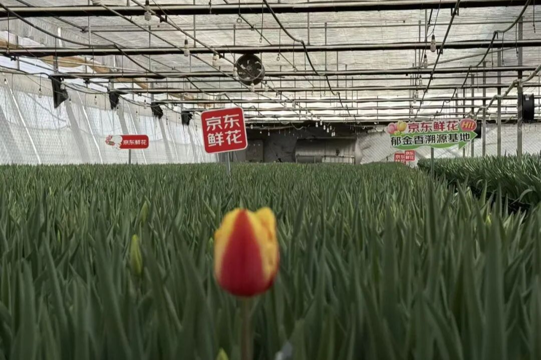 中国最大的郁金香供应商，竟然是京东？