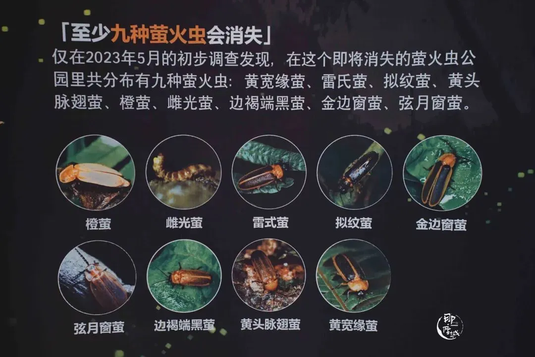 他们杀死了萤火虫?