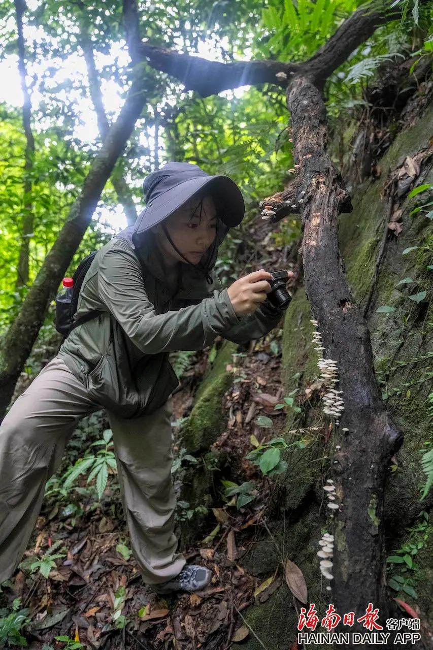 海南五指山：雨林寻菌