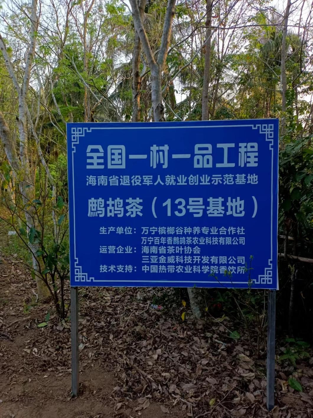 【军创故事】百年香鹧鸪茶胡成云：让海南特色鹧鸪茶香飘万里