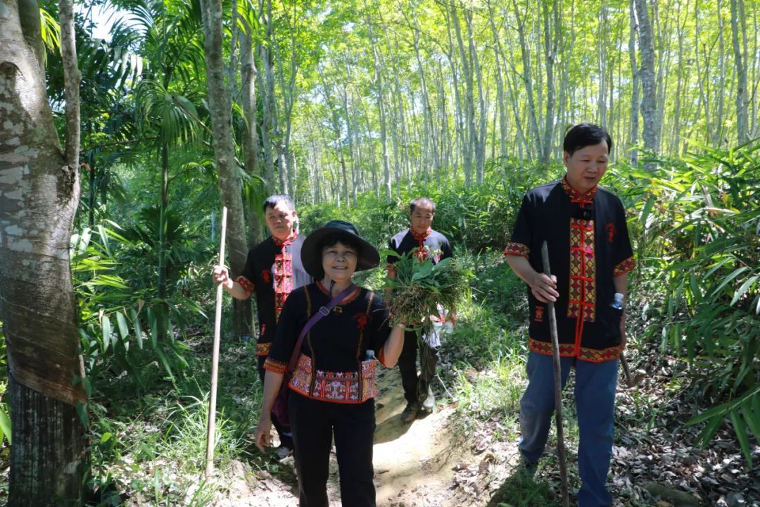 雨林深处药香起：千年黎药在白沙的“焕新之旅”