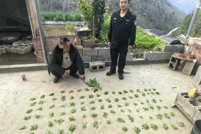 一株也违法！正安公安查获一起非法种植罂粟案