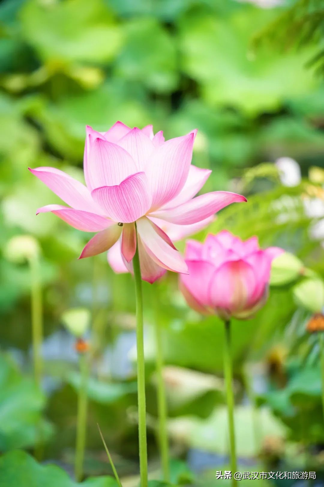 美翻了！蔡甸这里荷花盛绽，速来打卡~