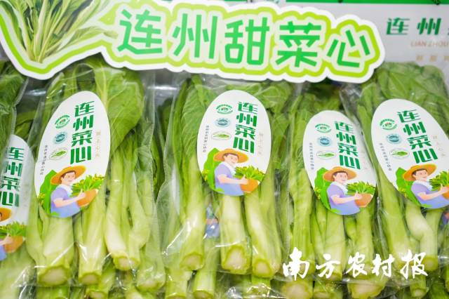 冬季开卖的新鲜连州菜心。 冬季开卖的新鲜连州菜心。
