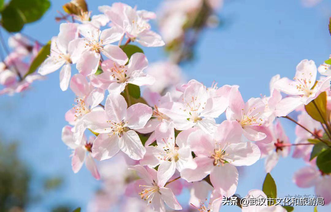 20+个赏花点！新洲春天的心思，全“花”在这儿啦~