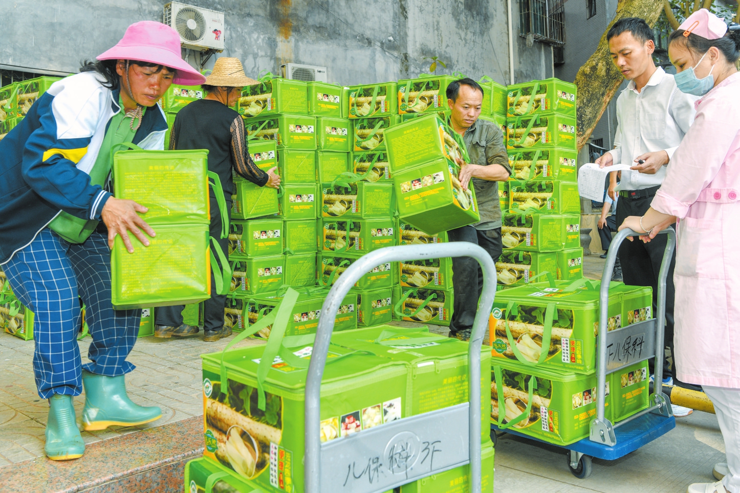 海口：云龙淮山销售旺 群众增收笑容甜