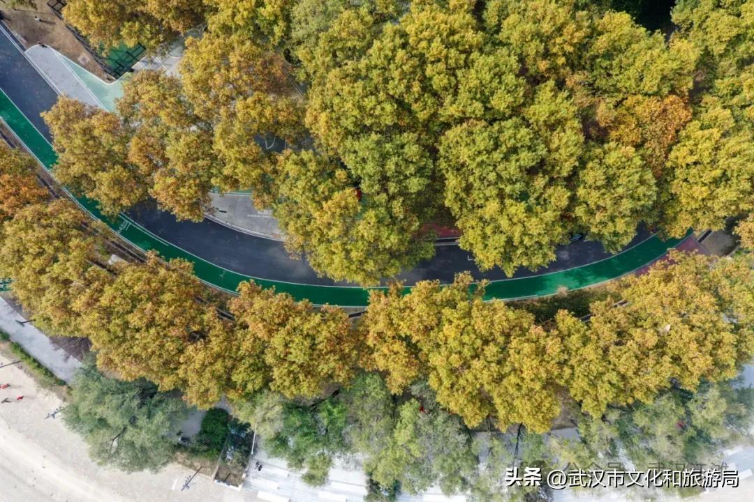 去江滩，趣江滩 | 解锁南岸嘴秋冬秘境，打卡点+1