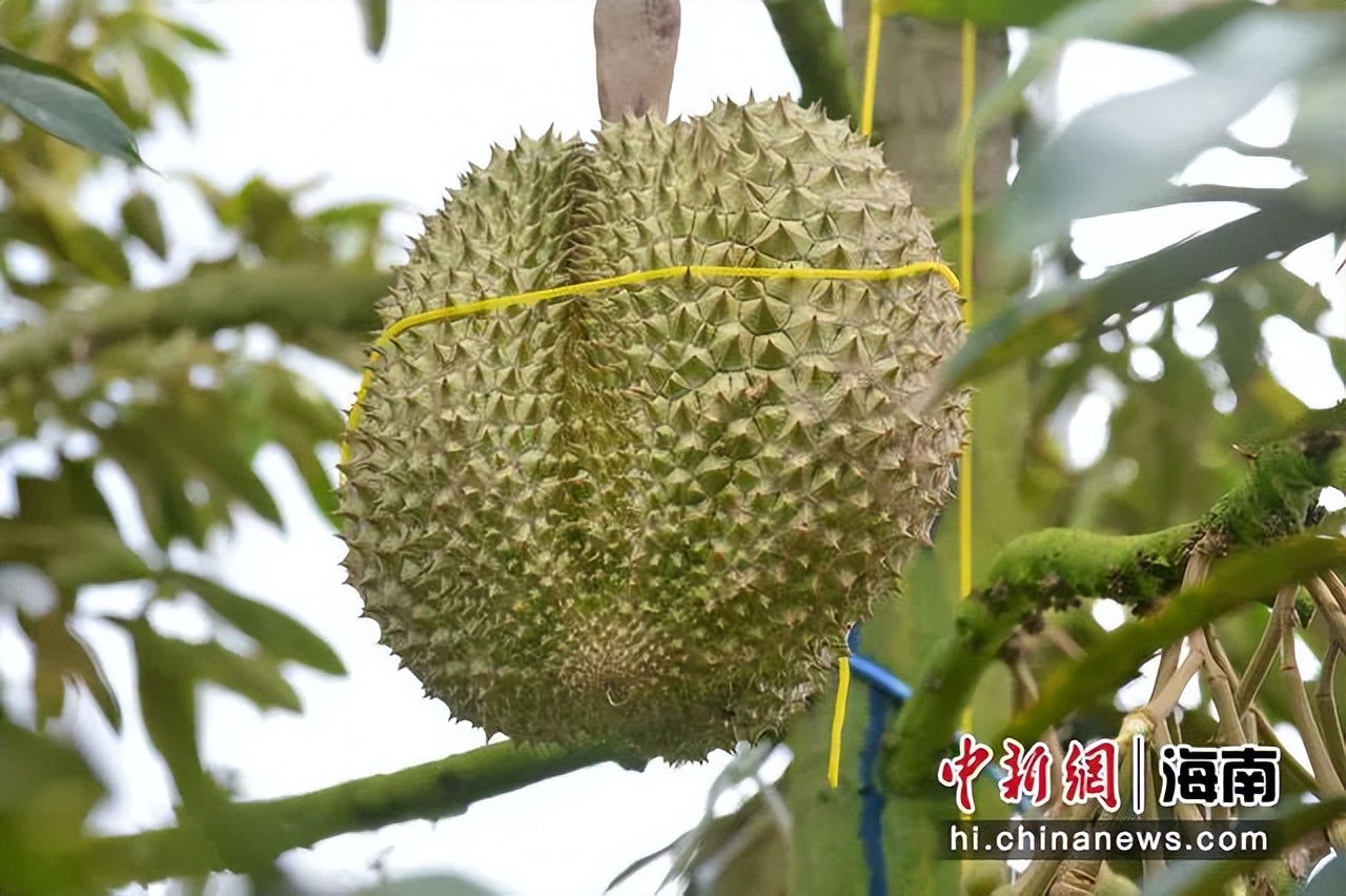 好消息！三亚榴莲预计6月底上市