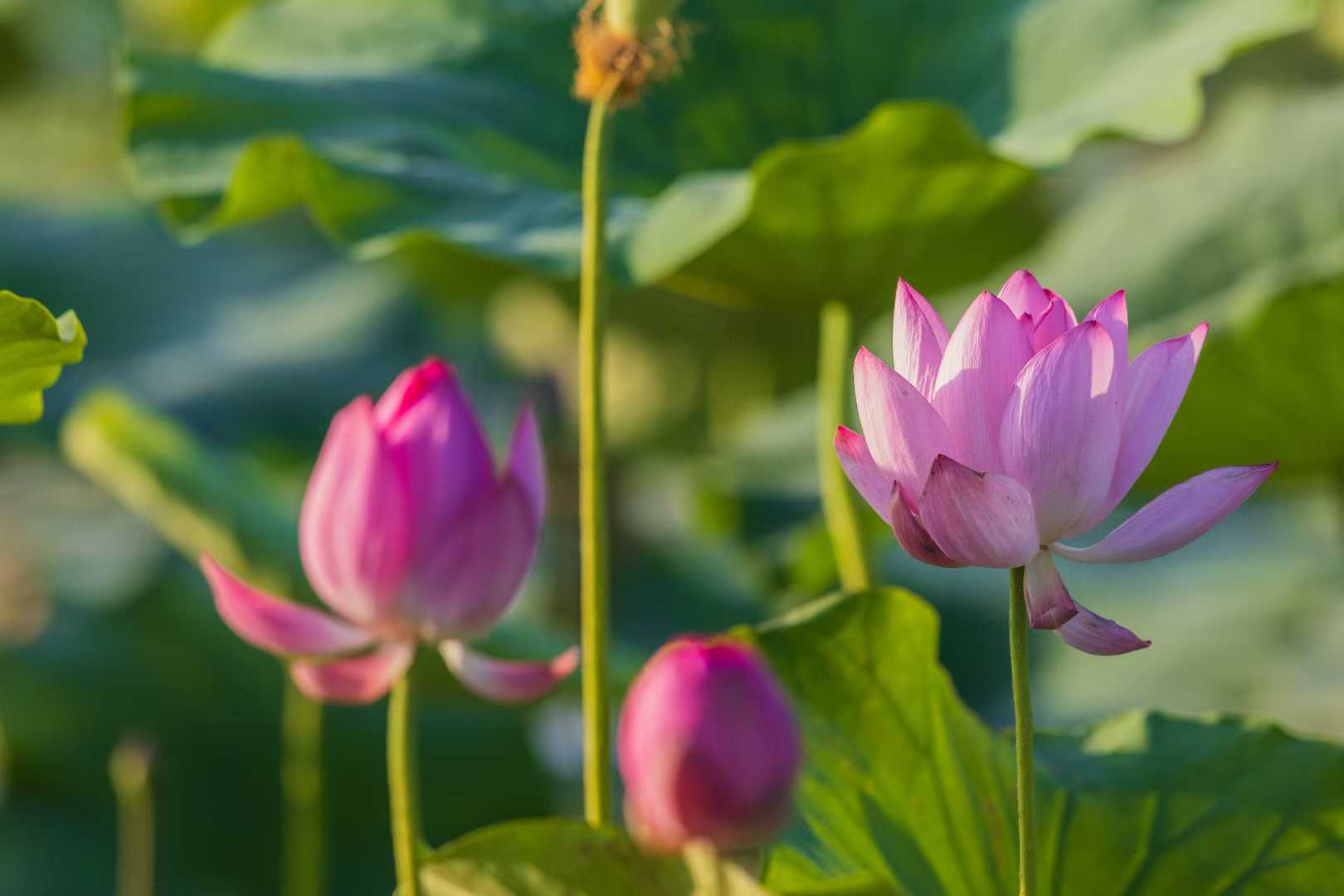 濯清涟而不妖（2）【摄影袁小保】