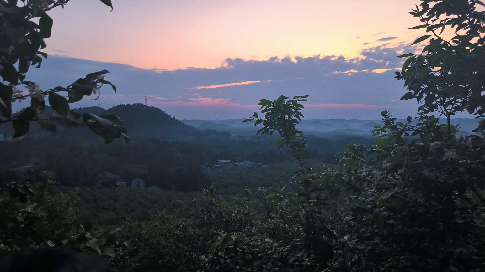 今夜，我在柠檬园