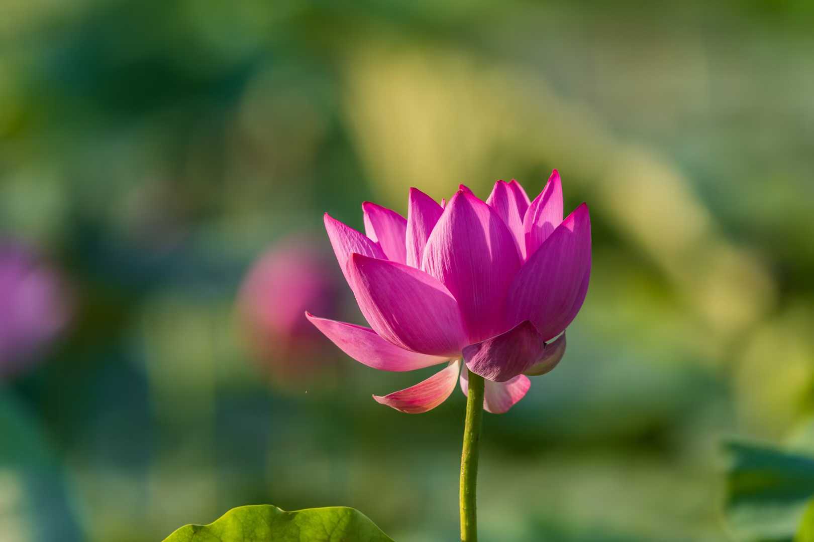濯清涟而不妖（1）【摄影袁小保】