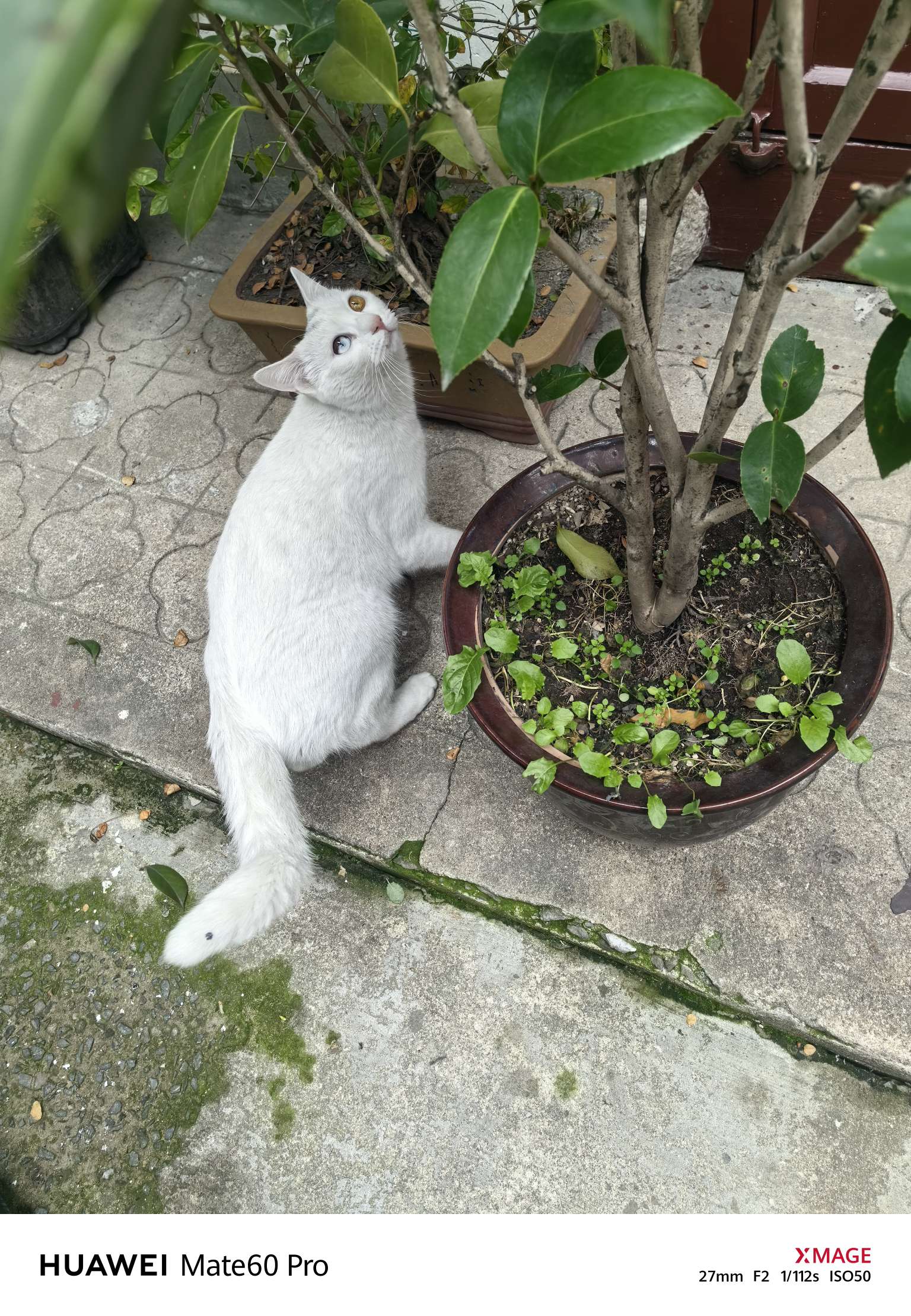 手机摄影:猫咪的仰望