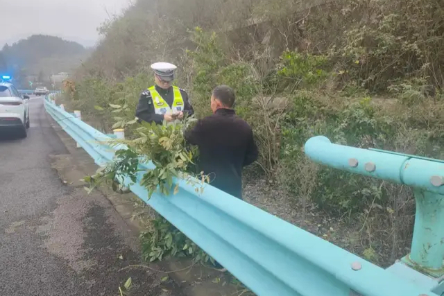 横穿高速公路只为割草喂牛？违法又危险！