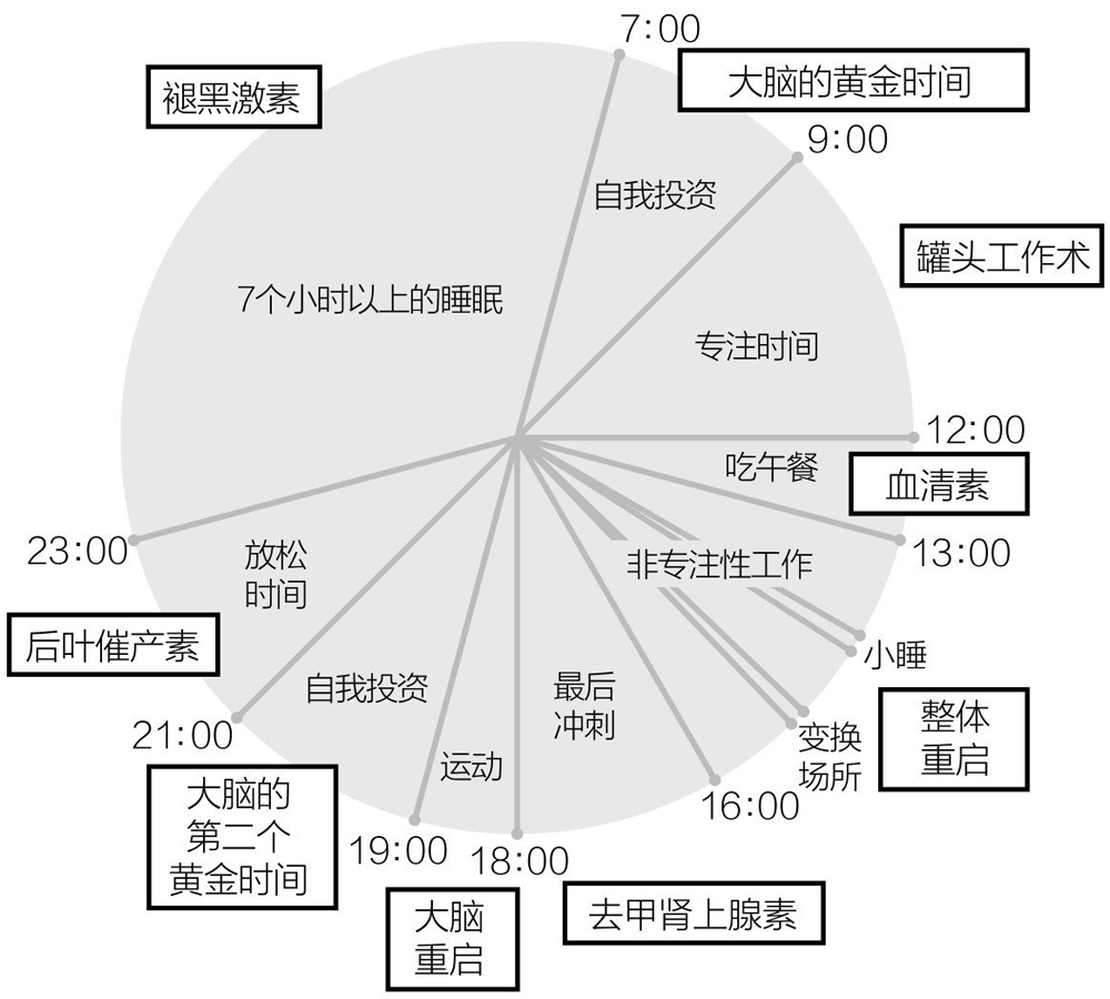 揭秘大脑🧠黄金时间表
助你高效学习与工作