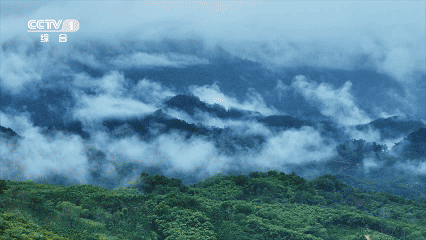 海南琼中：神奇的山兰稻，如何能在山坡旱地茁壮生长？