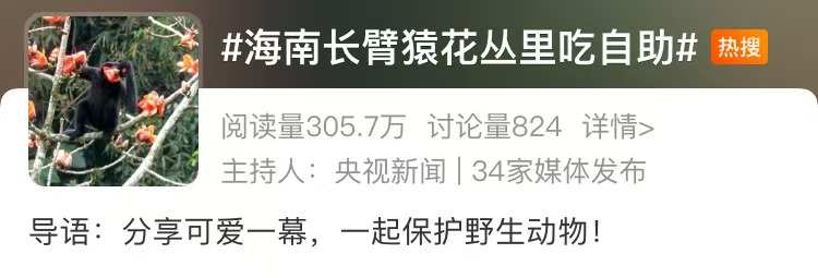 木棉花开了！海南长臂猿“吃播”登上热搜