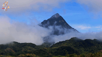 海南这种茶，隐居雨林深藏500年“功与名”