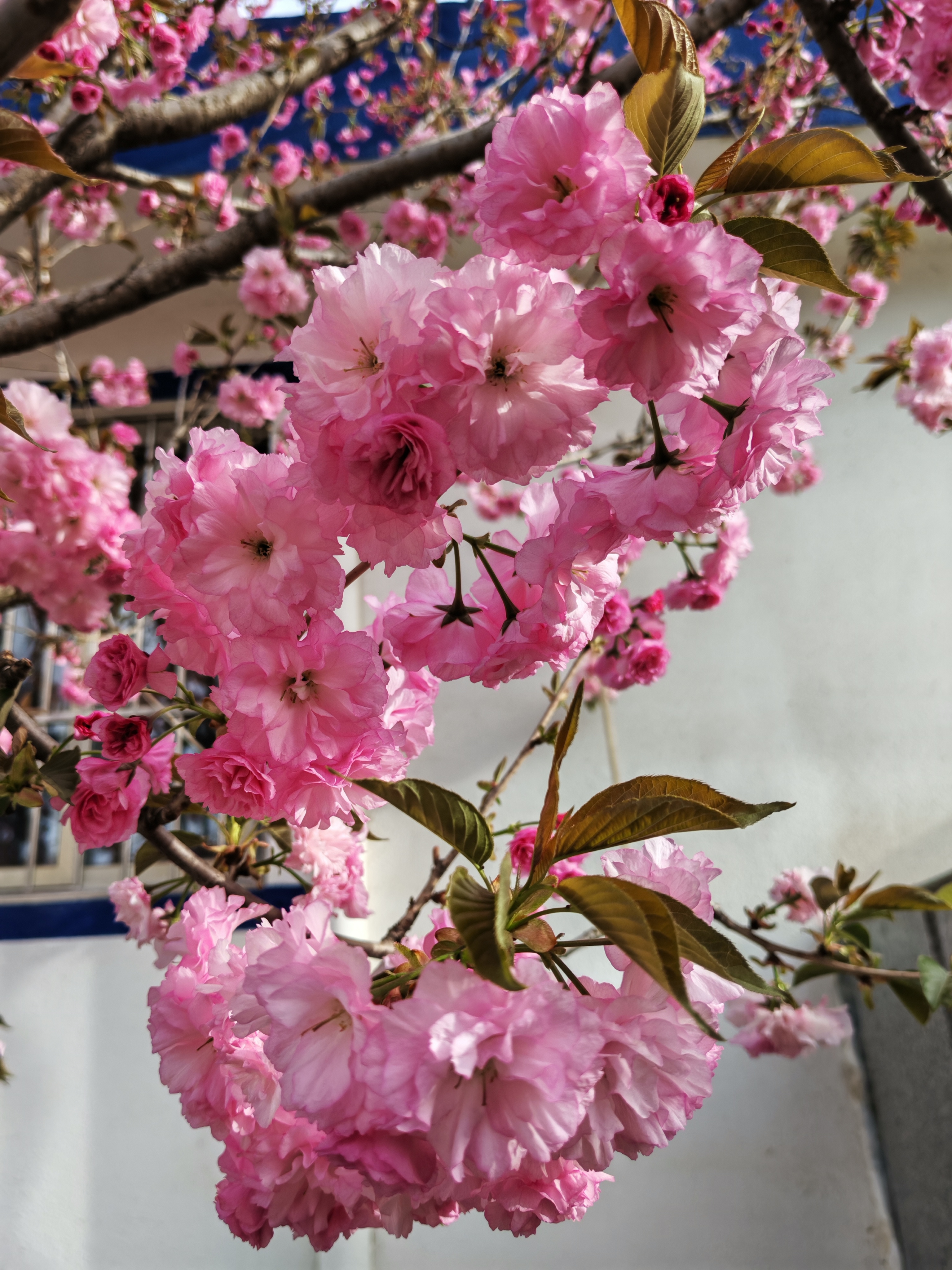铜川王家河的樱花【摄影周春辉】