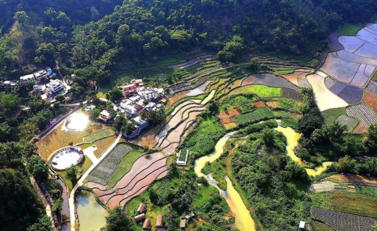中国之声丨 蹲点日记：五指山上茶香来