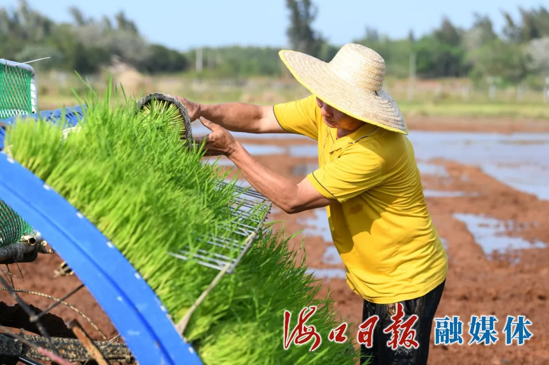 海南全机械化种稻！是时候展现真正的技术了→