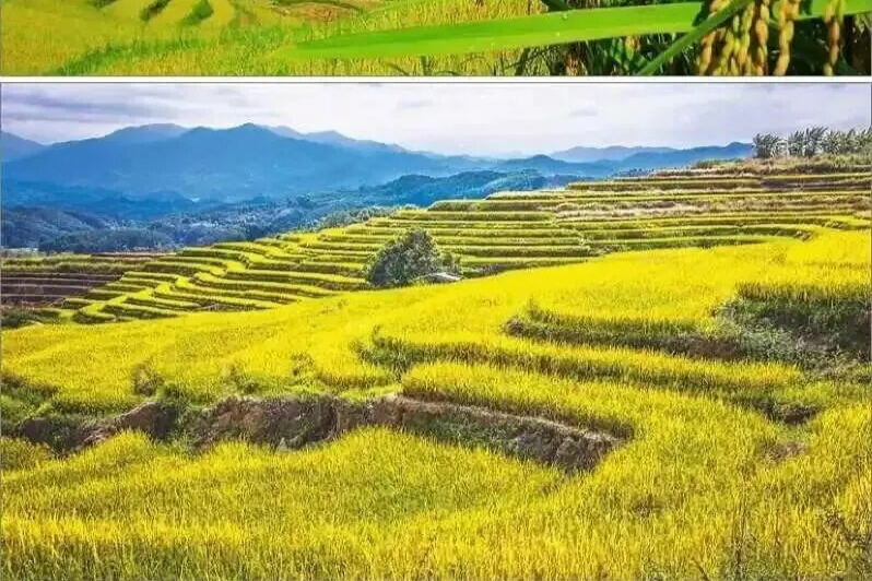 不卷了！是时候在五指山启动“自我奖励机制”了