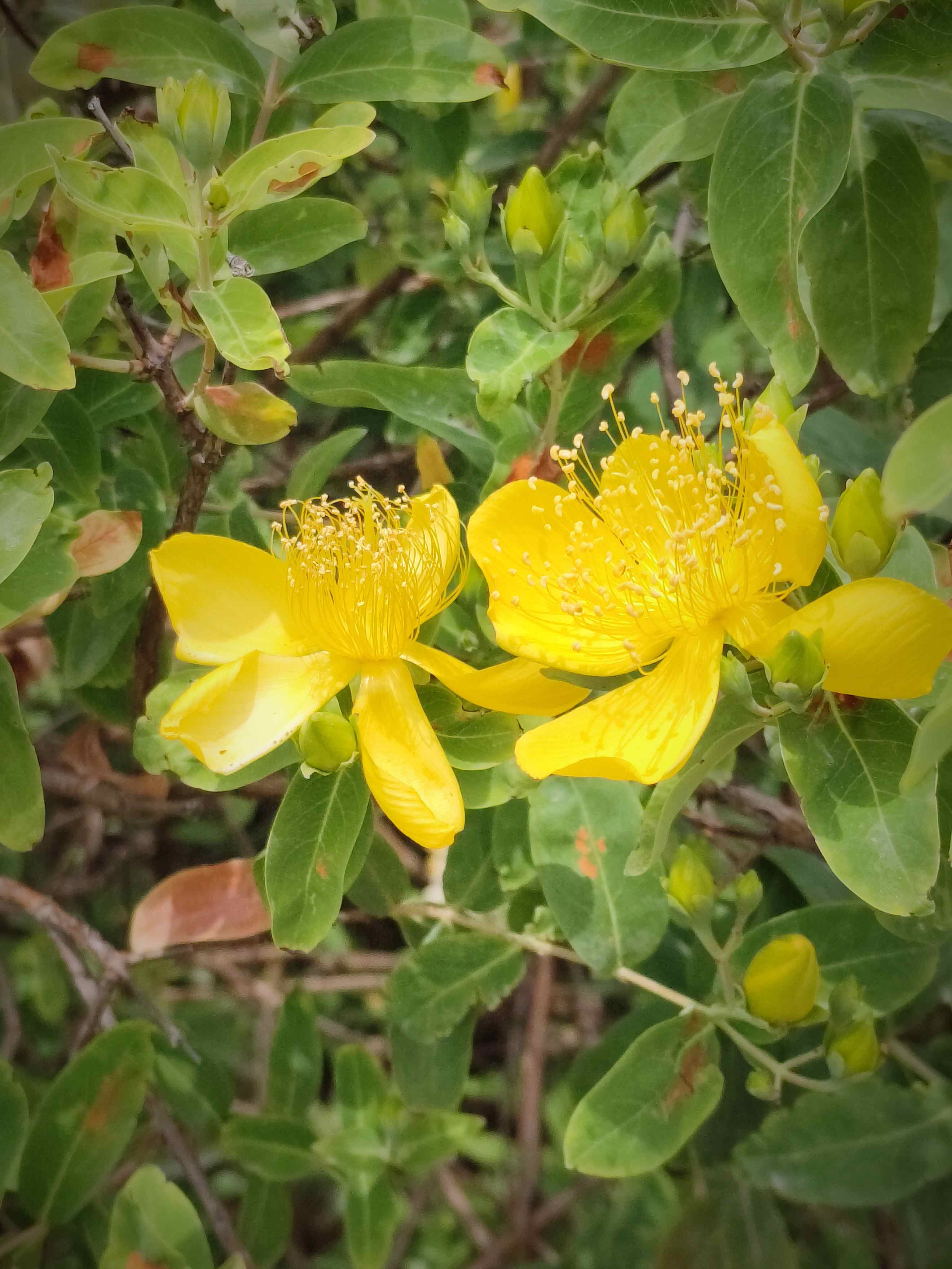 花开富贵一片黄