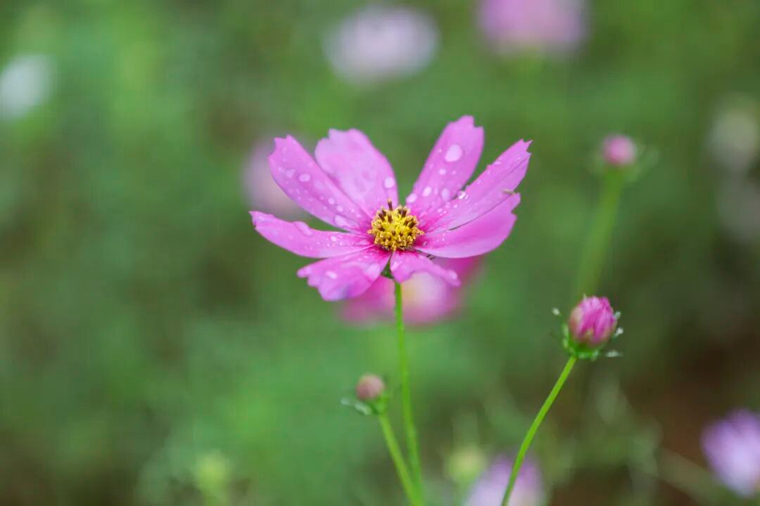 五一假期去哪玩？来白沙县打安镇，赴一场浪漫花海之约