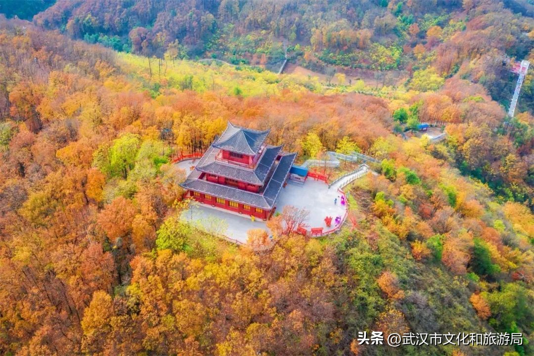 九真山绝美水杉林，红了整个冬季的浪漫邀约