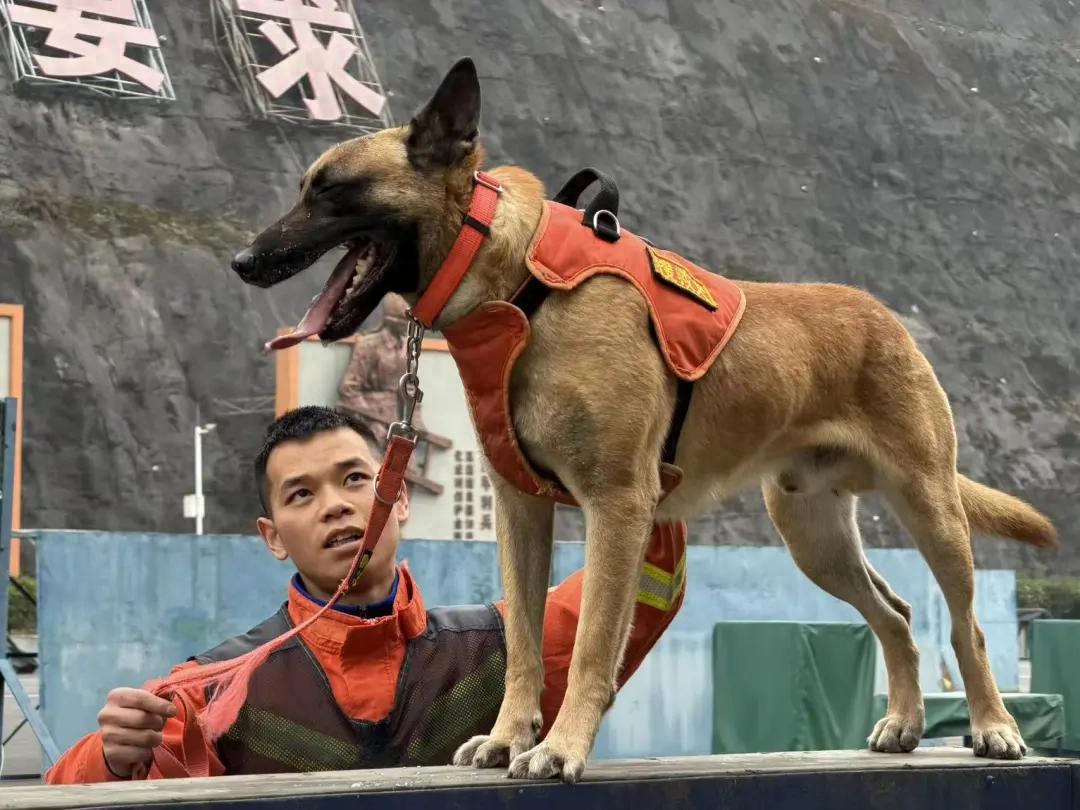 烈焰忠魂 无言战友——走近遵义消防搜救犬分队