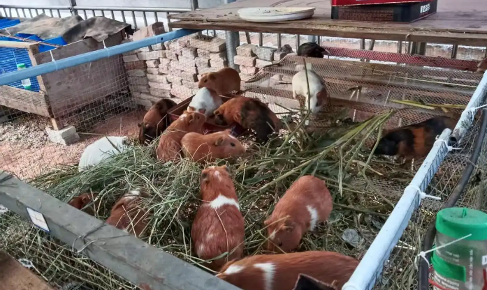 规模扩大：稳当头，江西赣州于都豚鼠荷兰猪养殖领域闯出小天地！