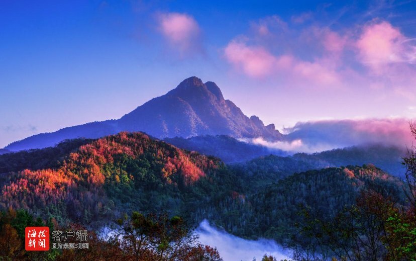 又是一年春茶香！2023年海南（五指山）早春茶开采节即将开启